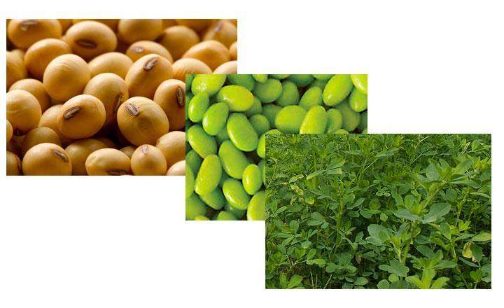 Flavonoids of soy or soybean, plant Glycine max