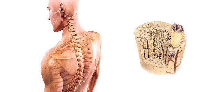 How to increase bone density with daidzein