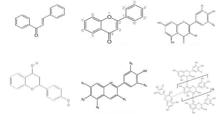 Types of flavonoids, names, and classification