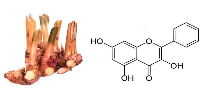Properties and benefits of galangin