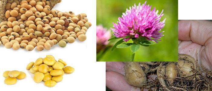Foods rich in genistein