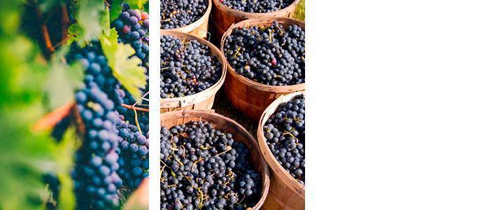 Natural grape polyphenols and flavonoids in its composition