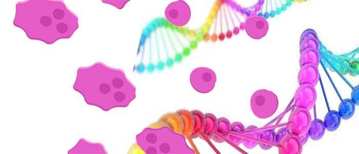 human cells