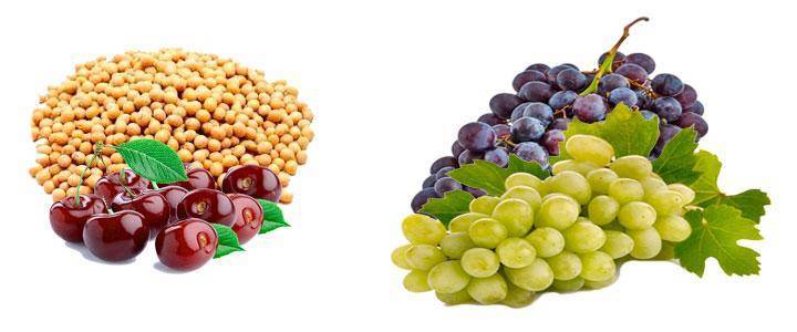 Foods with antioxidant isoflavones