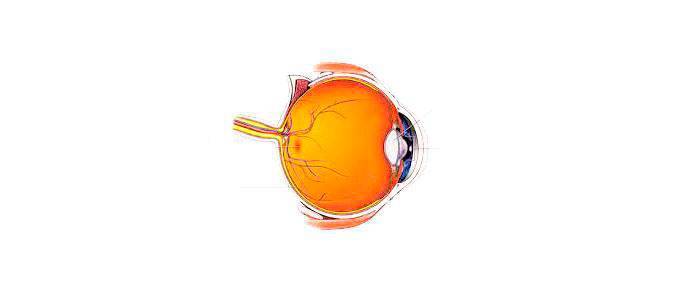 Lutein and zeaxanthin for macular degeneration