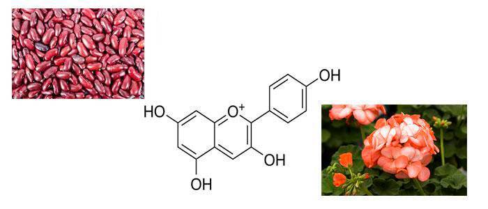 Pelargonidin, properties, benefits, glucosides, and foods