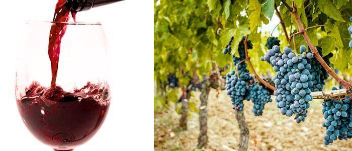 Polyphenols in wine and grapes