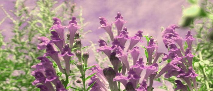 Properties and benefits of baicalein for the human body