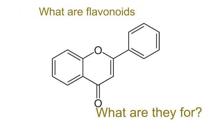 What are flavonoids and what are they for