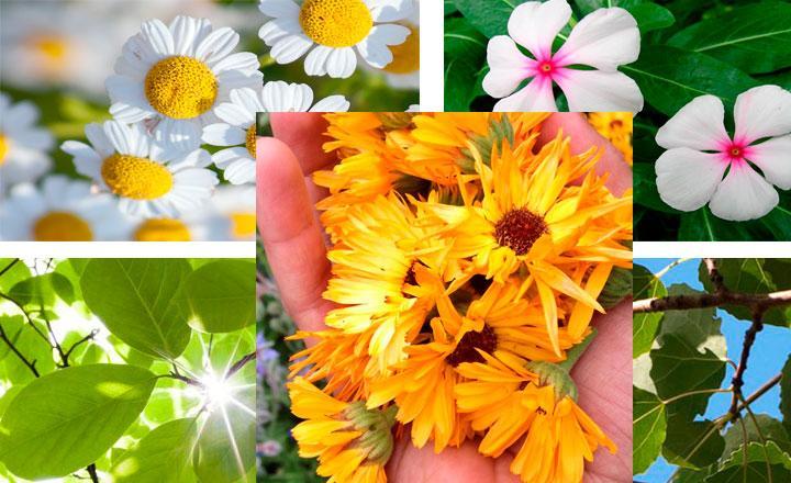 Partes de las plantas con más flavonoides