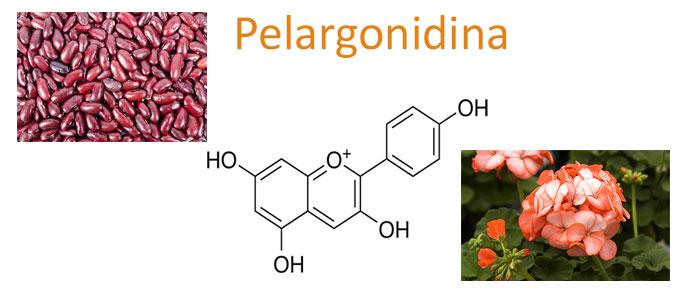 Pelargonidina, Propiedades, Beneficios, Glucósidos y Alimentos